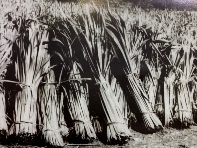 Kaihu flax