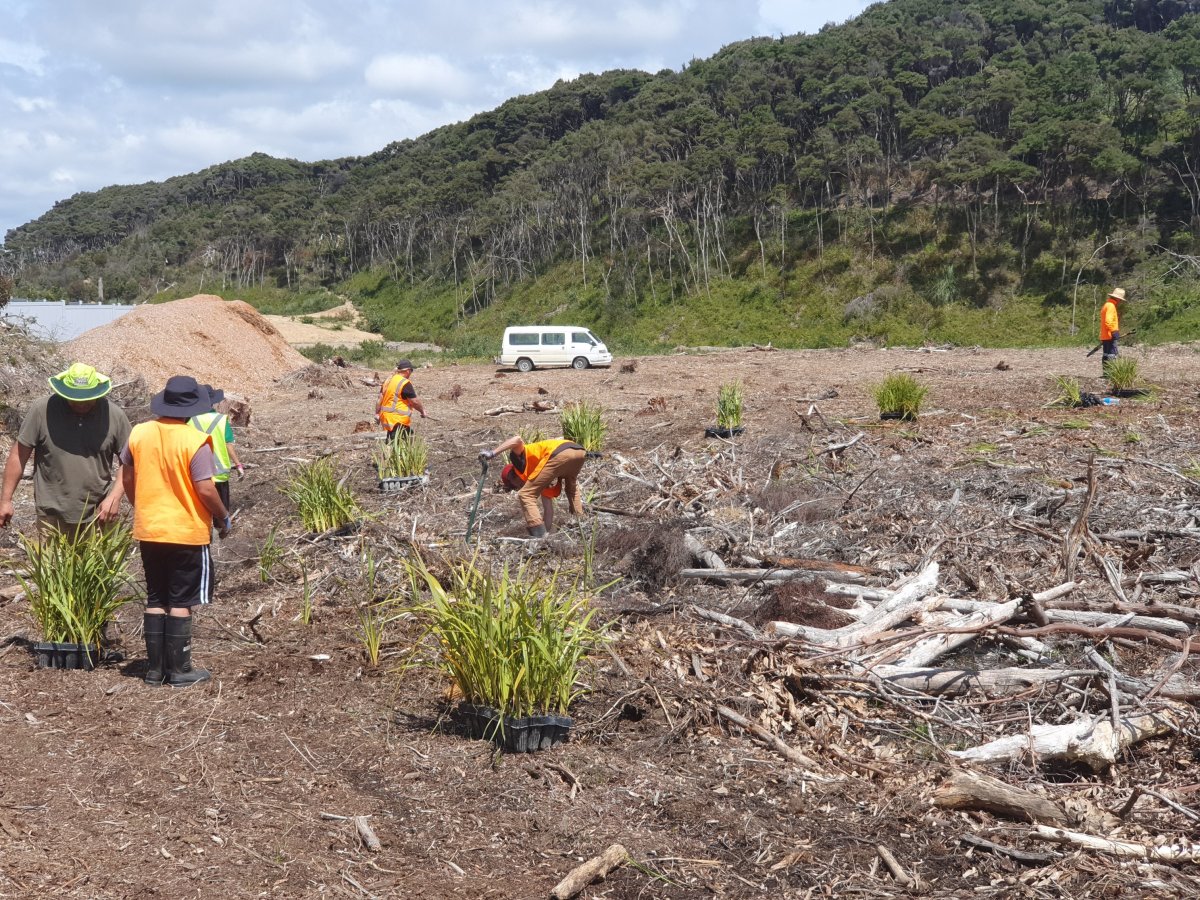 Join us! Matariki Community Planting at Mangawhai Community Park