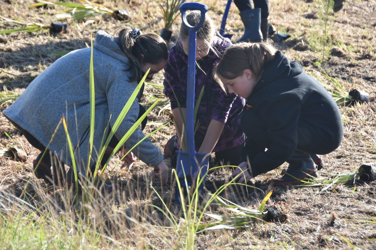 Dargaville intermediate students give back to Taharoa Domain 