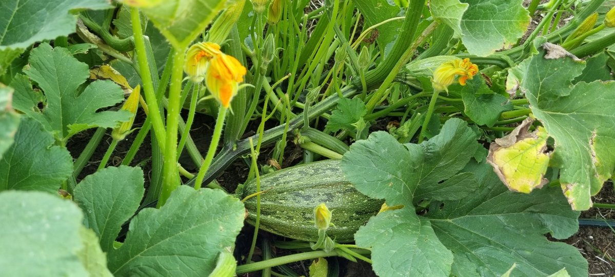 Smart water use supports growth across diverse crops