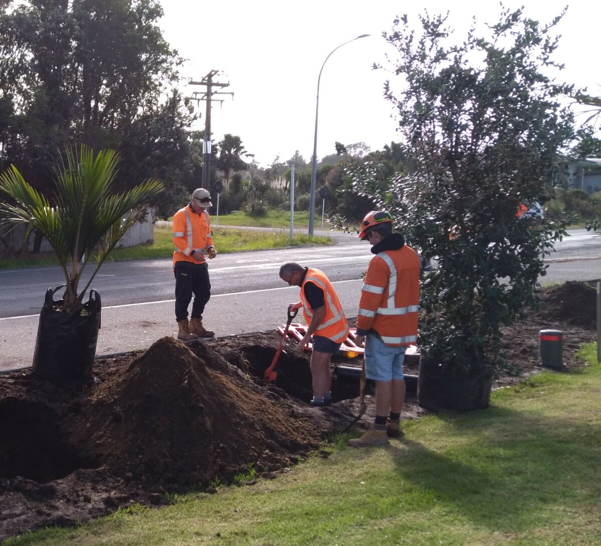 Planting pōhutukawa, nīkau along the shared path