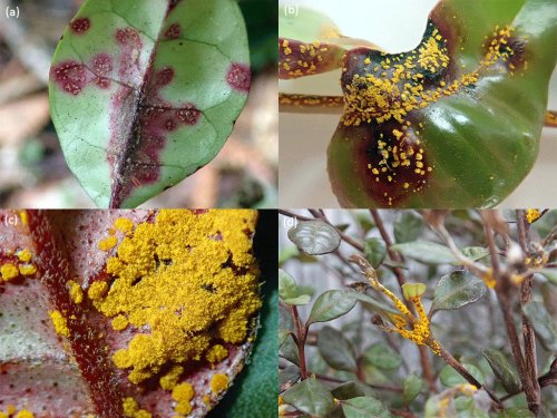 Myrtle Rust in Kaipara