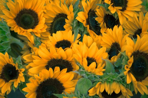 Sunflowers and squash to brighten Kaipara Water demonstration sites