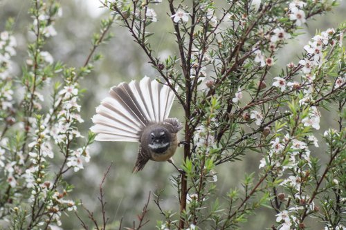 Taking care of Taharoa Domain-Kai Iwi