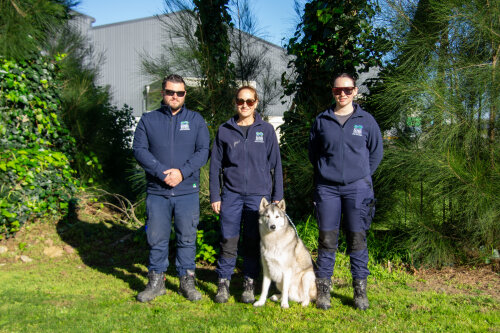 Council crackdown leads to drop in dog complaints