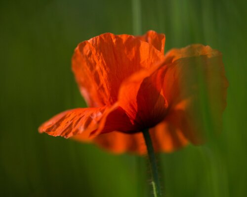 ANZAC services around Kaipara 