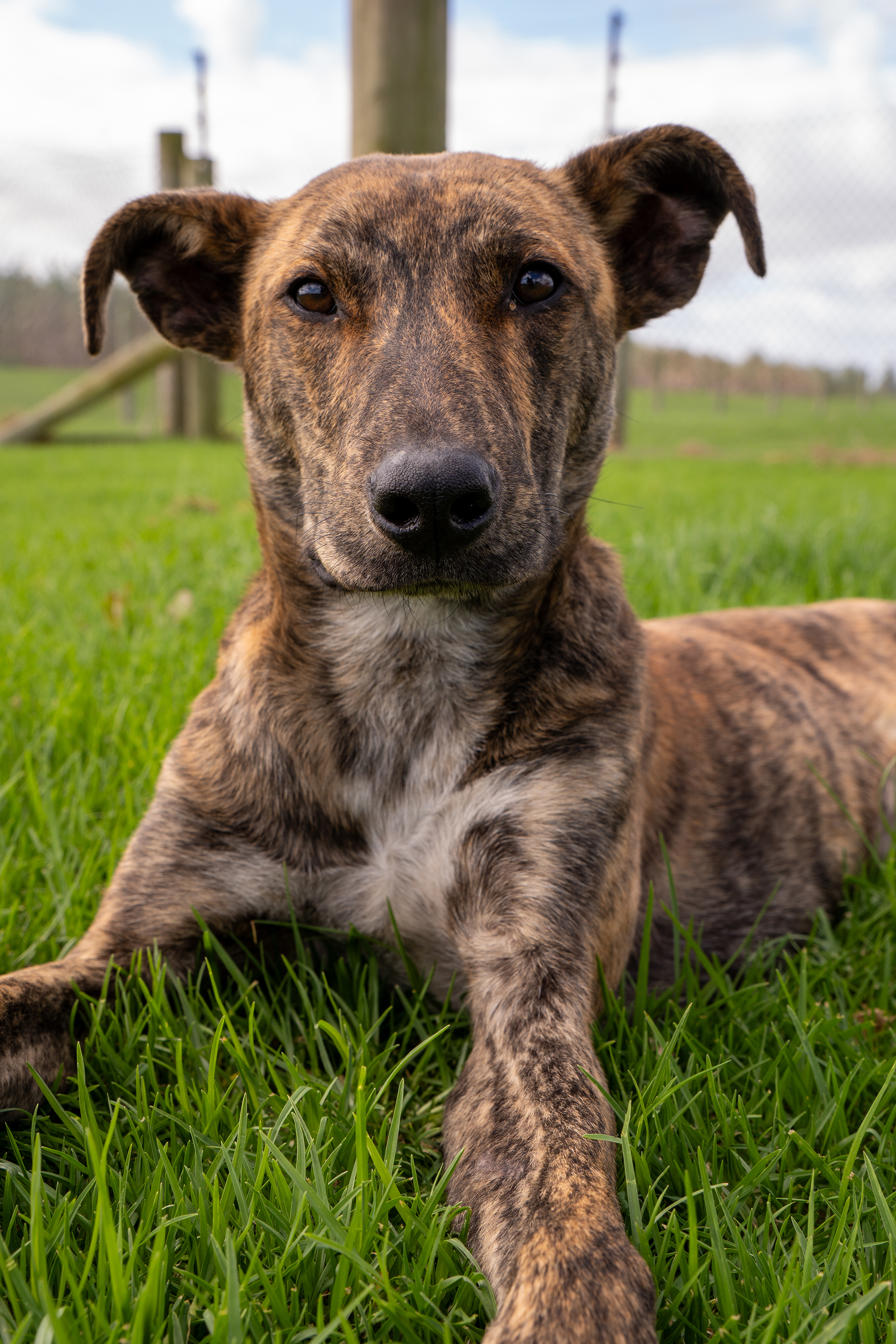 Meet Boston Kaipara Feature box image