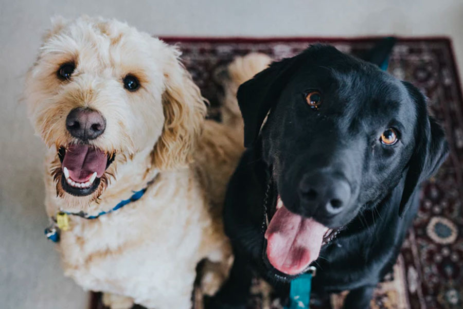 Dogs - Black Labrador and white mixed breed dog